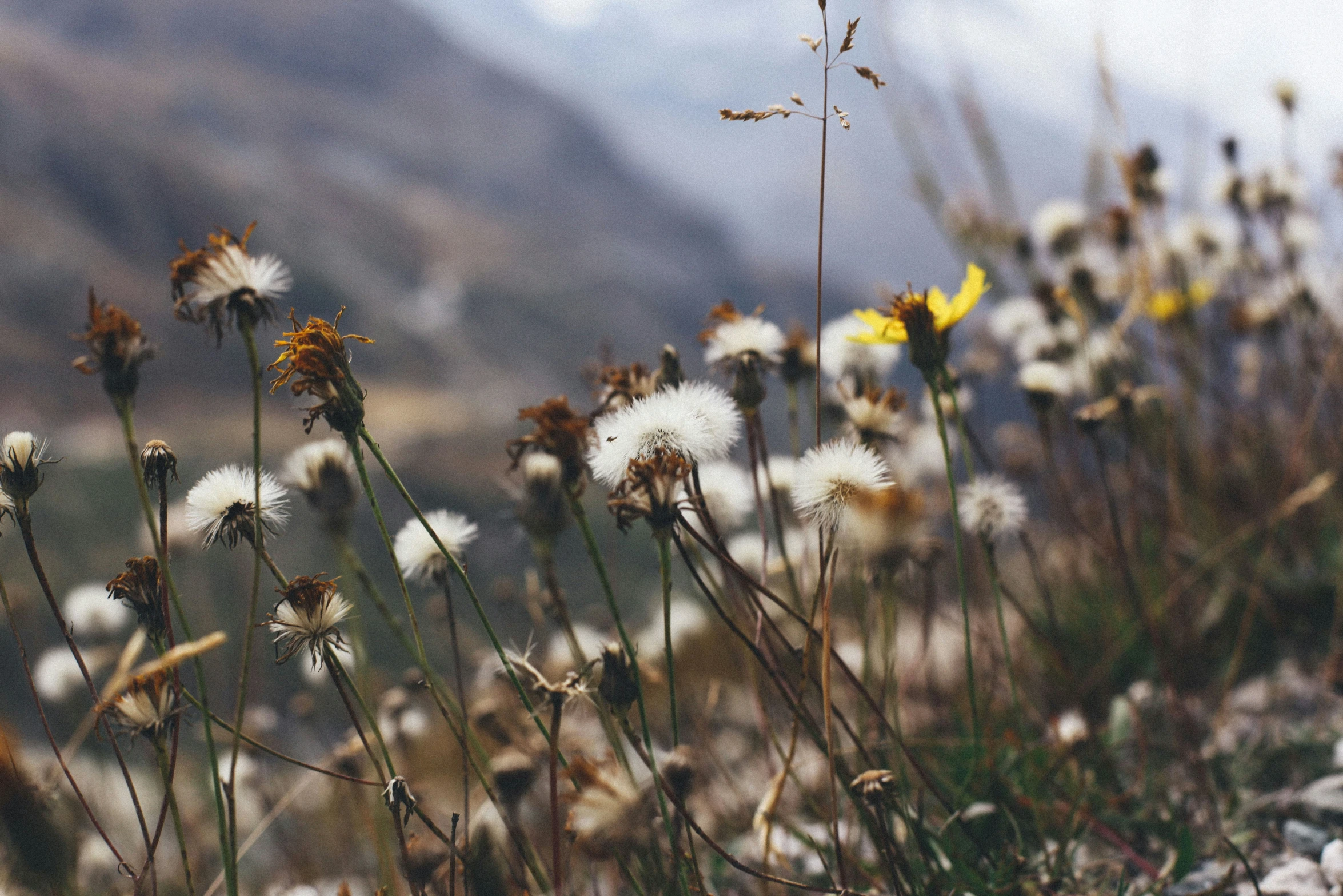 flowers sitting on the side of a mountain