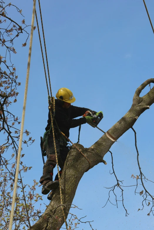 an image of a person working with tools on a tree