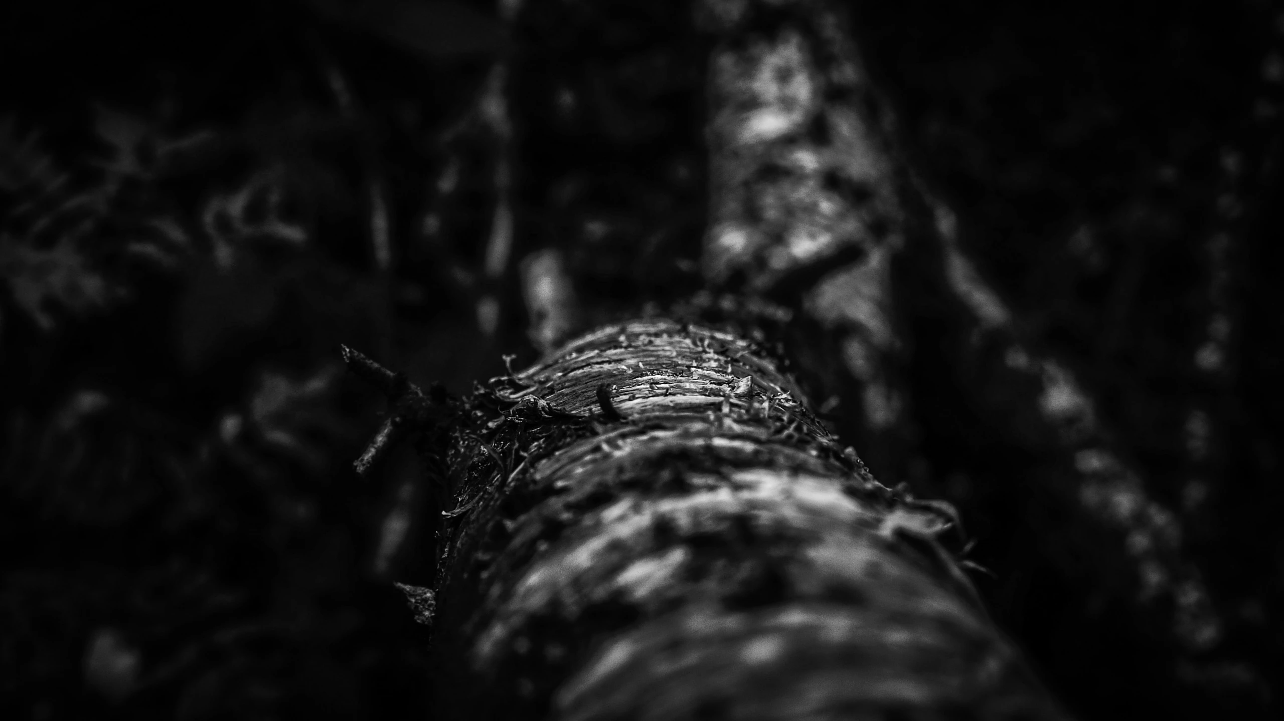 an up close po of an old tree trunk