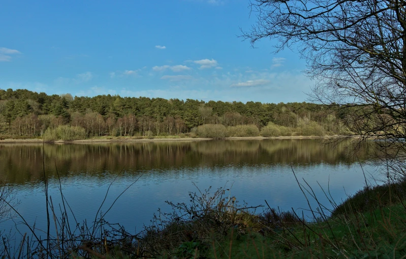 a large body of water with a bunch of trees in the background