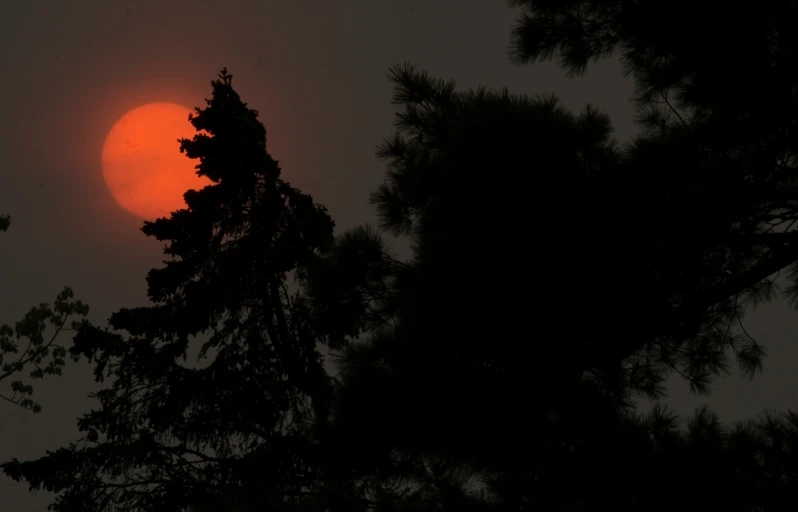 the sun is rising above trees, as seen through foggy leaves