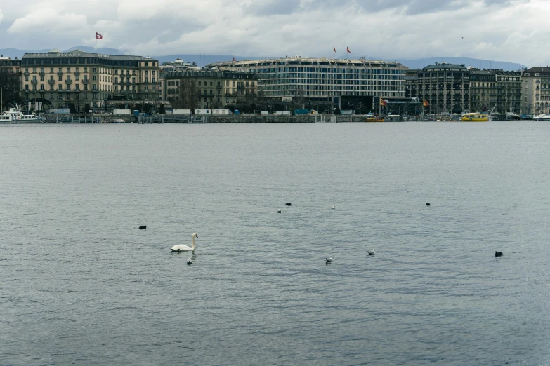 a swan swims in the water with other birds near buildings