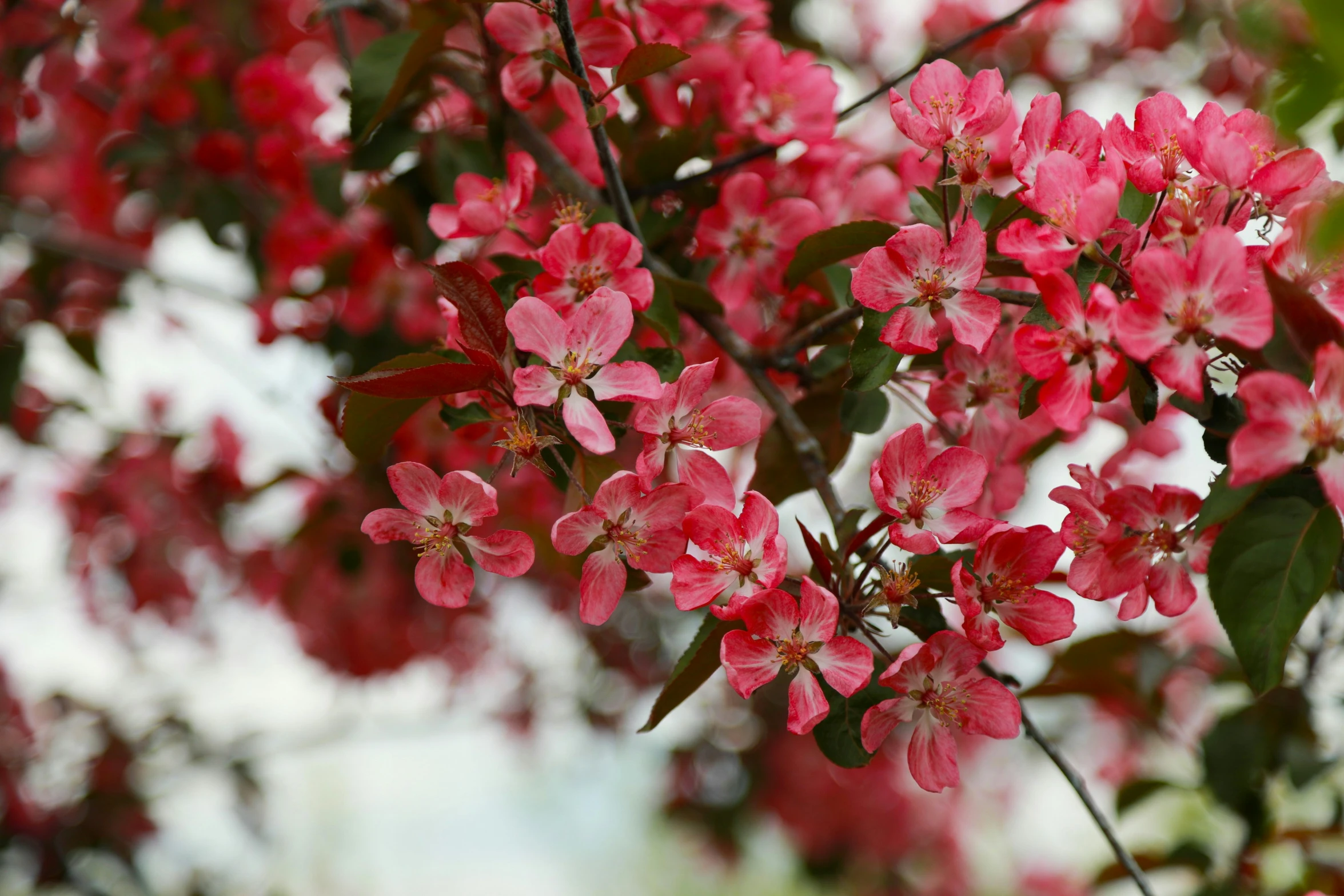 red blossoming flower bush with white blooms in the background