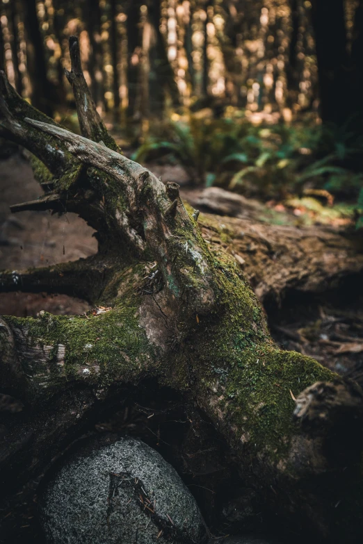 the mossy, tree nch is resting on the forest floor