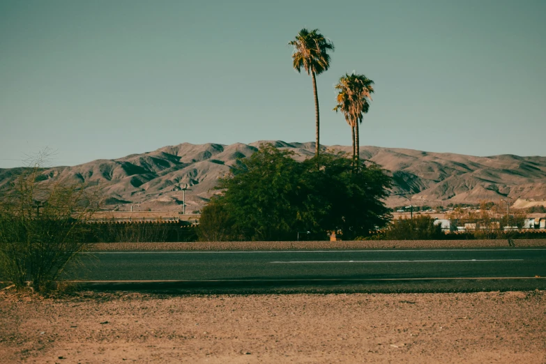 two palm trees standing next to a road