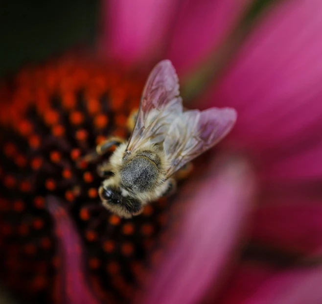 a bee is sitting on a flower that's blooming