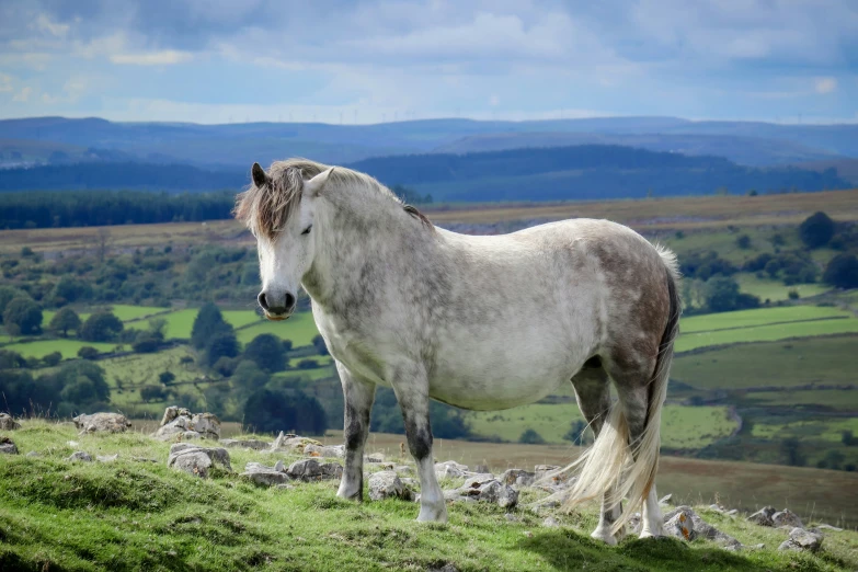 a grey horse standing in the middle of a field