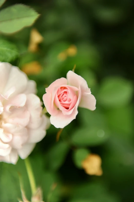 the two roses have pink petals on them