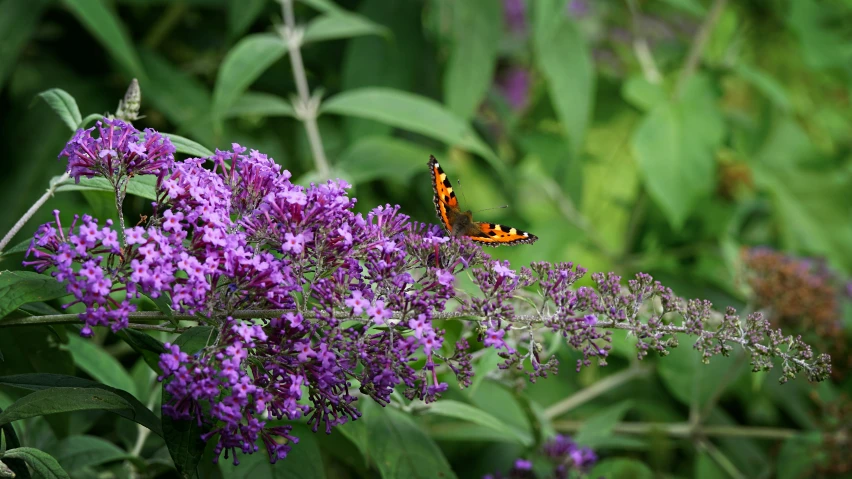 a close up of a flower with purple flowers