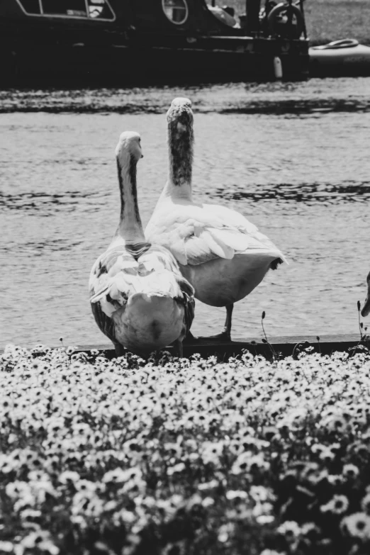 two birds are walking beside each other along water