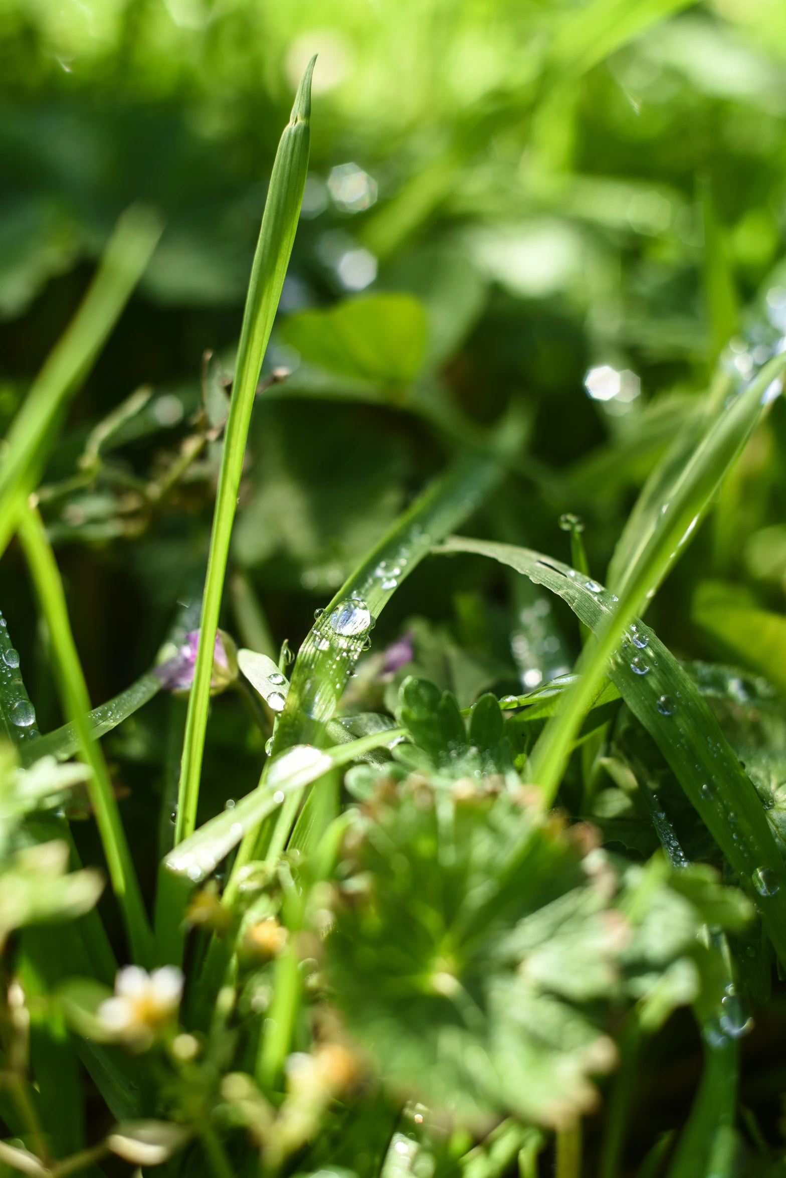 a closeup image of grass covered in dew