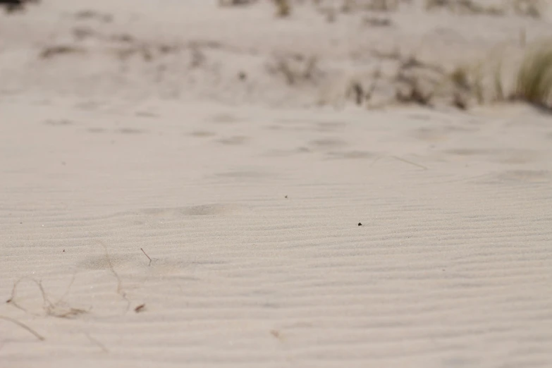 a beach covered in white sand and brown weeds