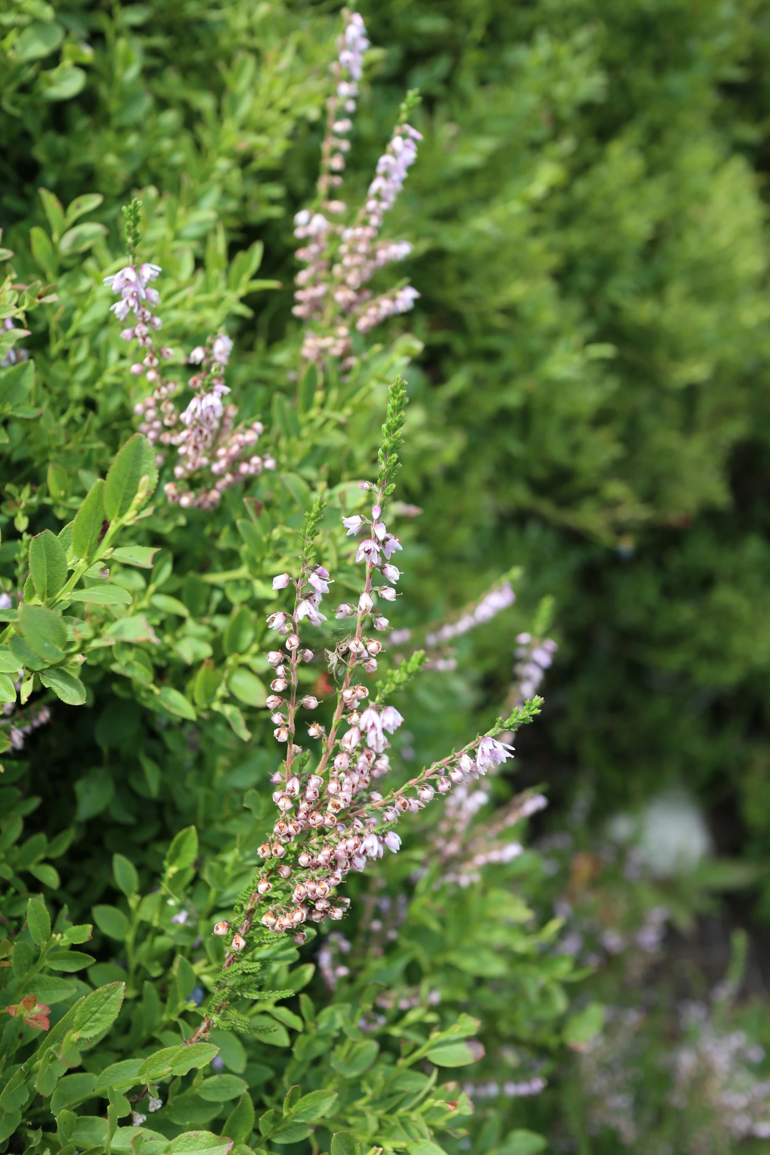 wild flowers and foliage all close to each other