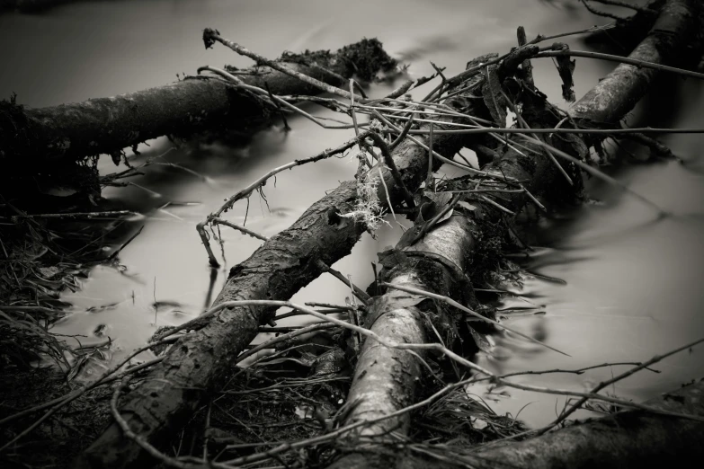 this fallen tree is covered in thick nches