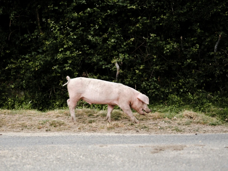 a sheep in a field near the side of a road