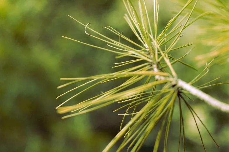 a close up of some pine needles in the background