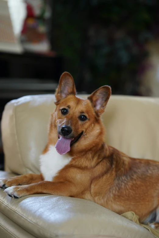 a dog laying on a couch on the arm of a chair