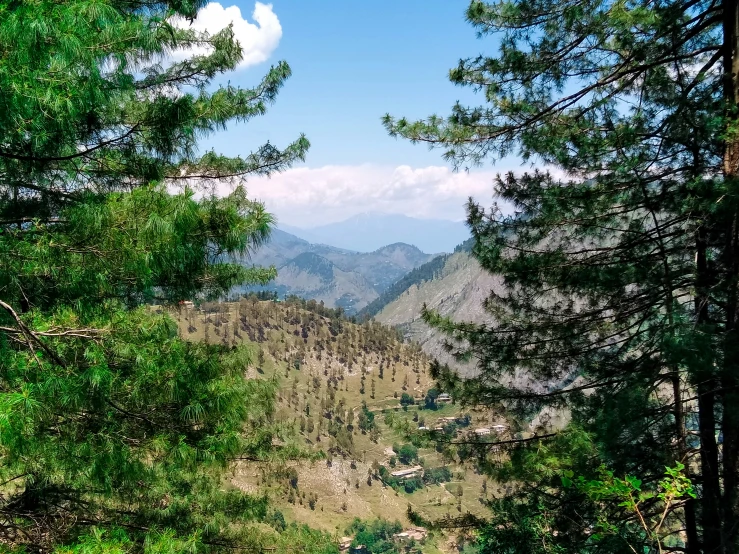 the scenic mountainside in the distance as seen through some trees