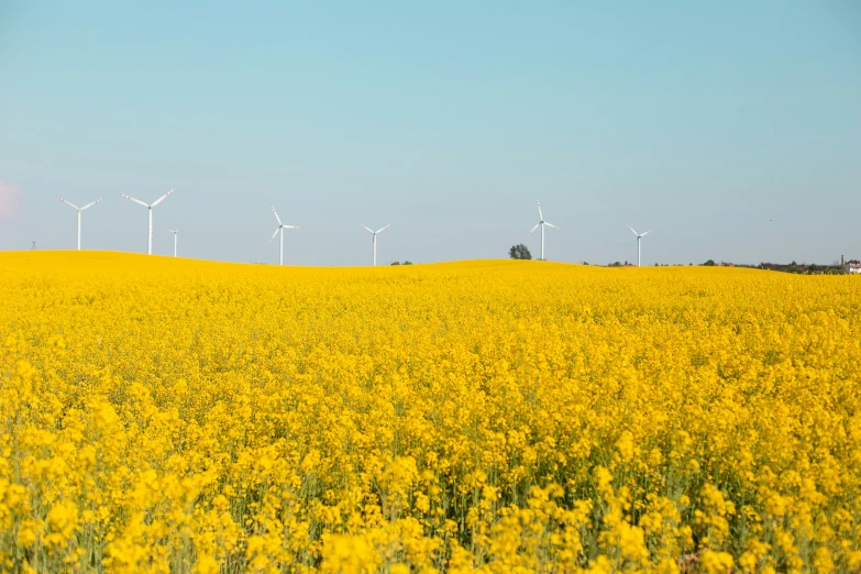 three wind turbines are pictured in the background with a yellow field