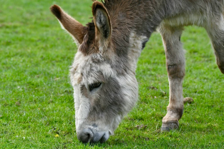 a donkey is grazing on grass on a sunny day