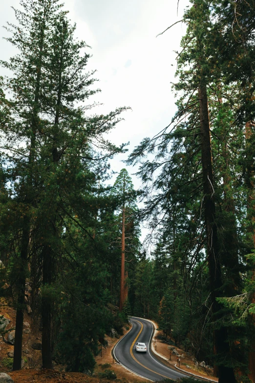 a very long road winding through some trees