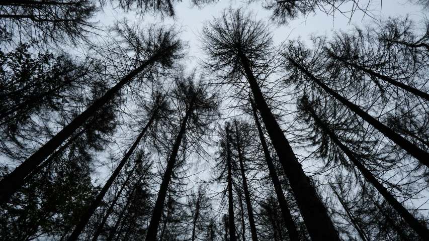 the view up in the sky looking up into a tall tree line