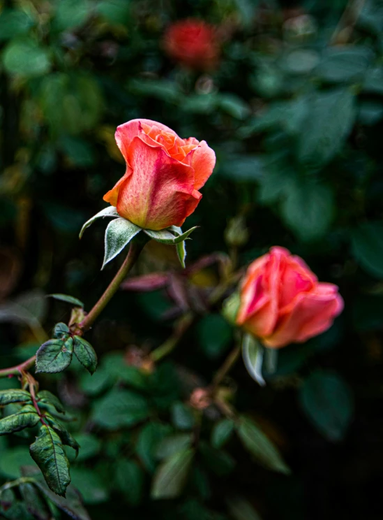 two roses with green leaves in the background