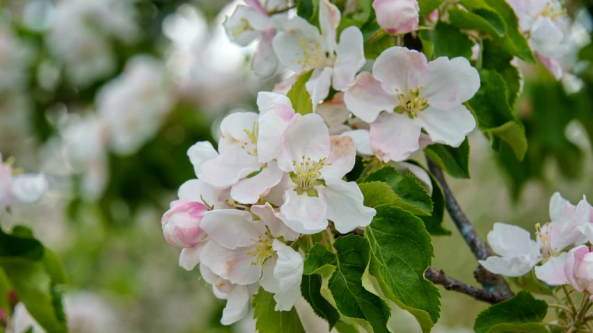 pink blossomed apple tree in full bloom