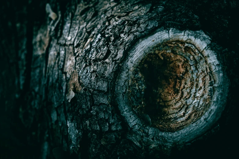 a circular pattern on a tree trunk with dark background
