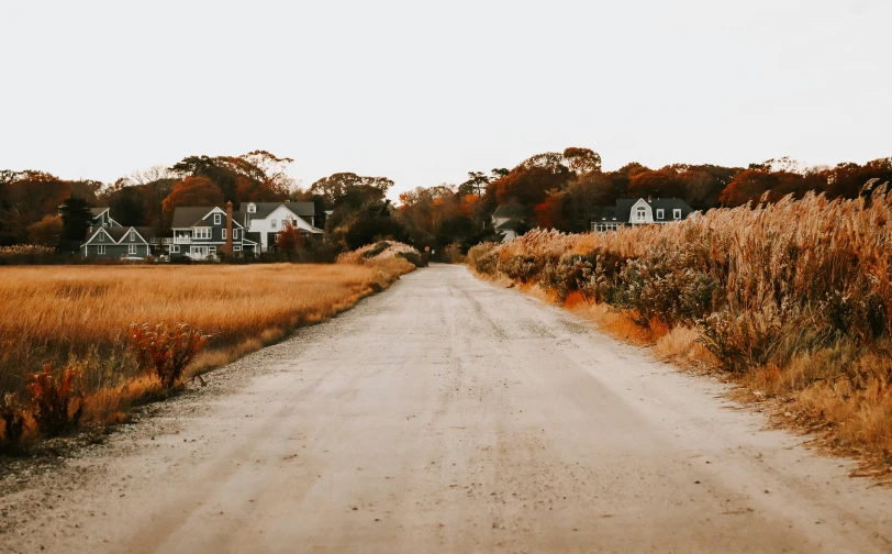 a road passing through a large field of tall grass