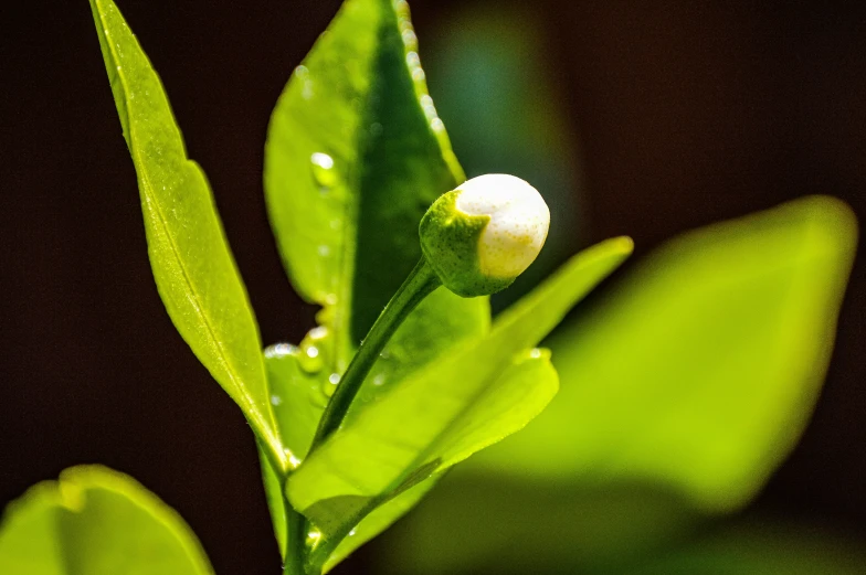 closeup of a flower and a stem with green leaves