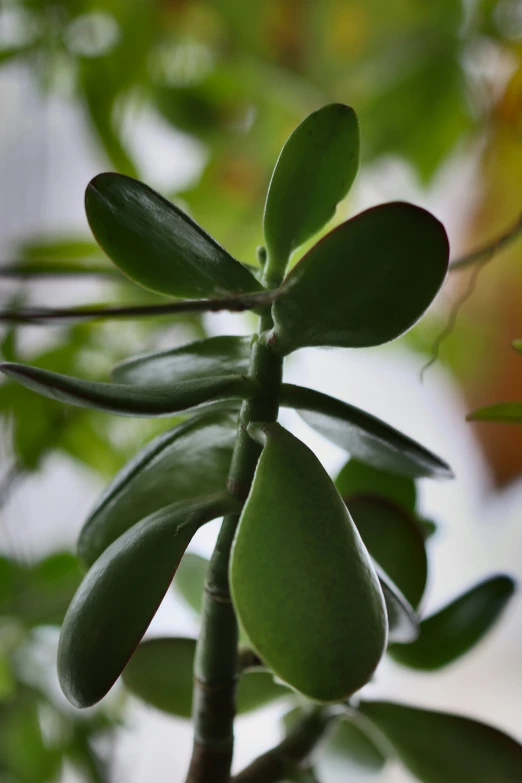 close up of green leaves from a tree