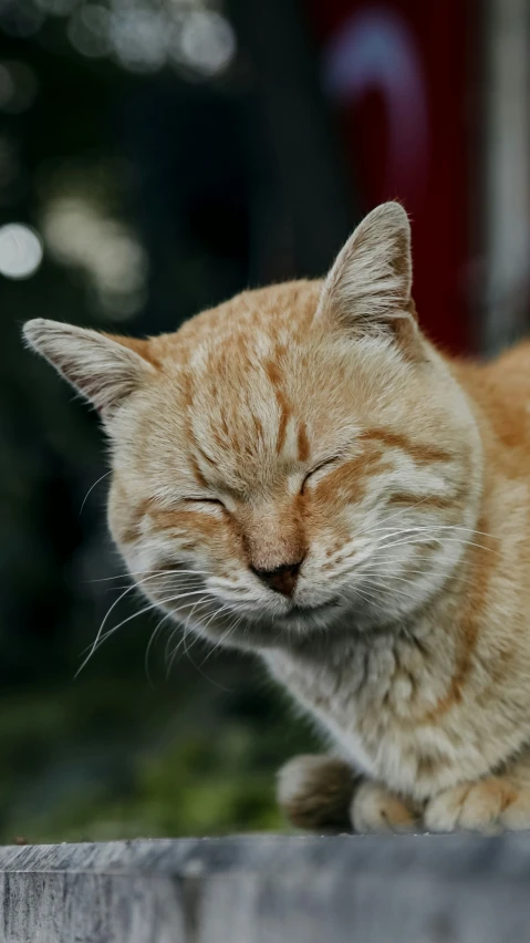 an orange tabby cat is sleeping on a piece of wood