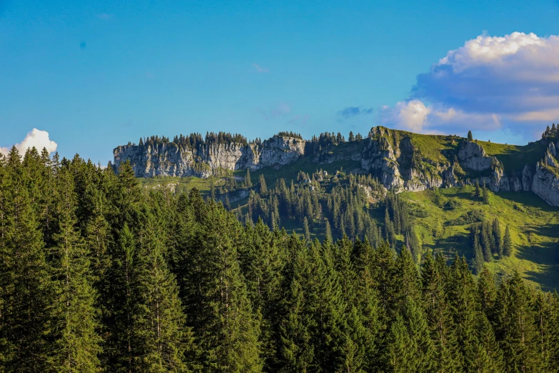 a small hill that is in the middle of some trees