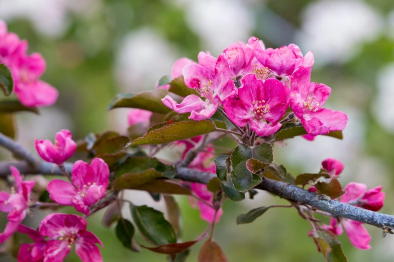 a pink bush with lots of flowers growing from it