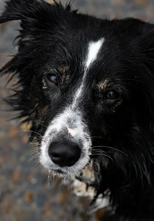 a closeup of a black and white dog with a black nose