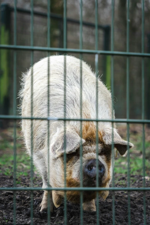 the face of a white pig in an enclosure