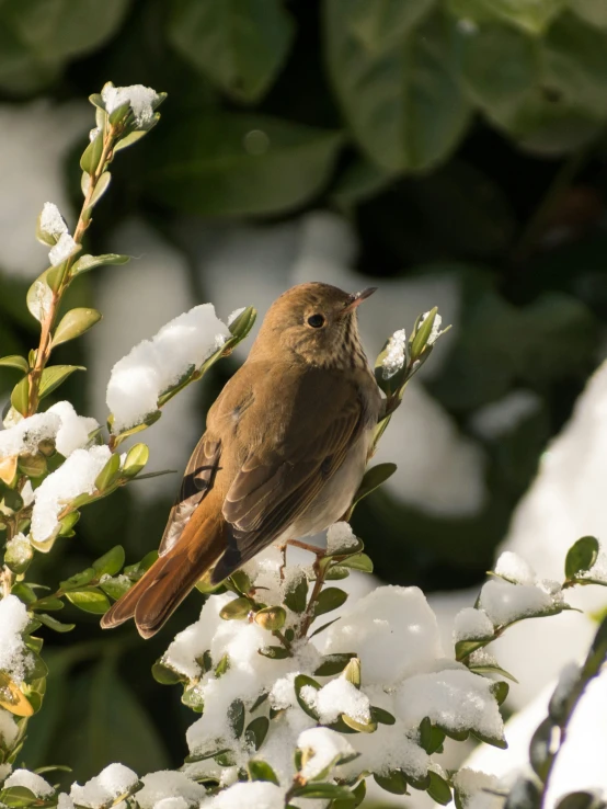 a brown bird is perched on a tree nch