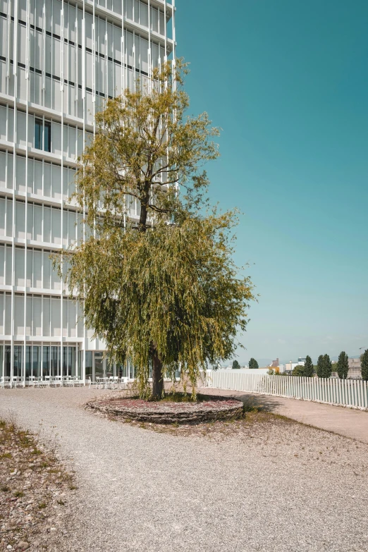 a tree in front of a large building