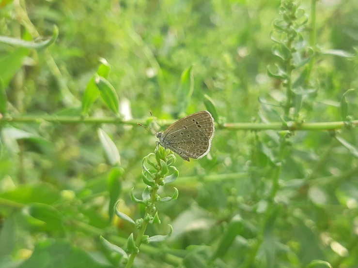 a brown and white erfly perched on some green plants