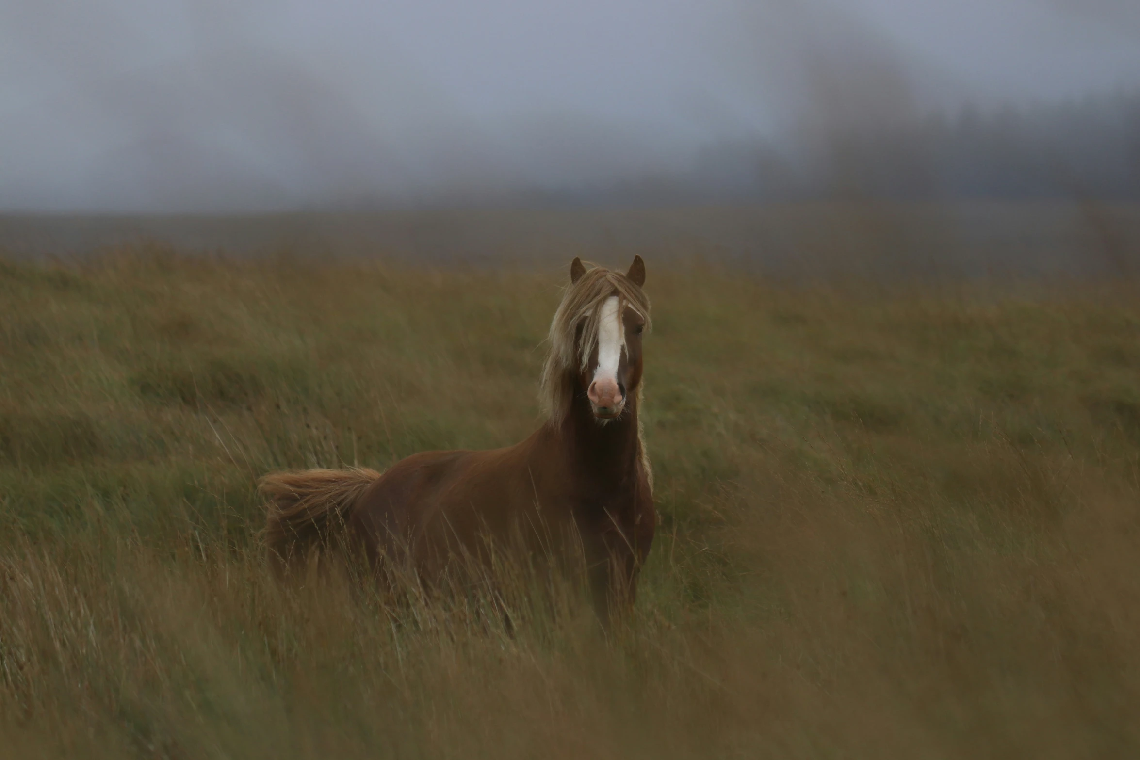 an adult horse and foal standing in tall grass