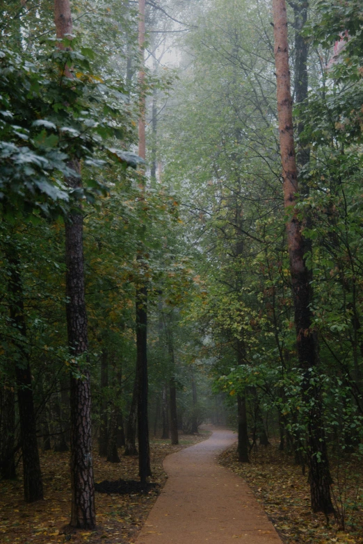 an empty path in the forest with many trees