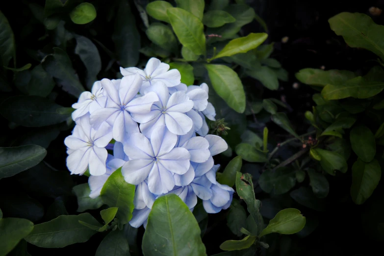 blue and white flowers on bushy green leaves