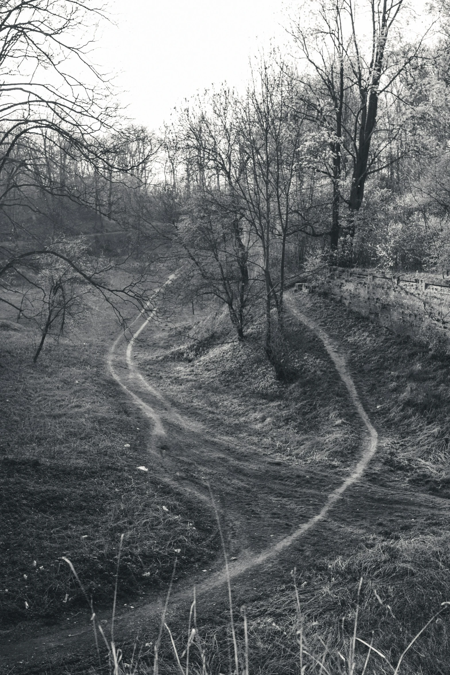 the view from the woods looking toward a trail