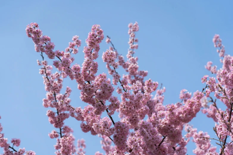 a nch with some pink flowers and sky in background