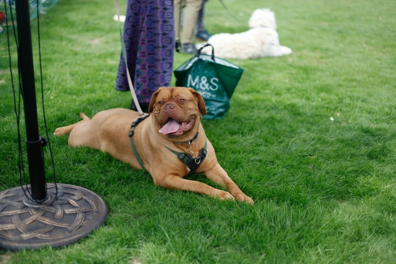 a dog laying on the ground near an umbrella