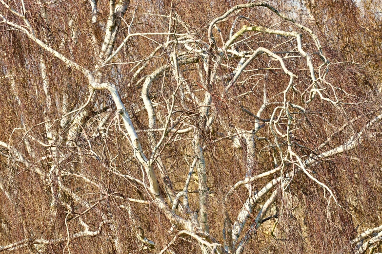 a frosted tree with white leaves is shown