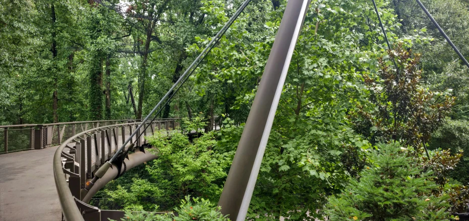 a suspension bridge above a forest with lots of trees