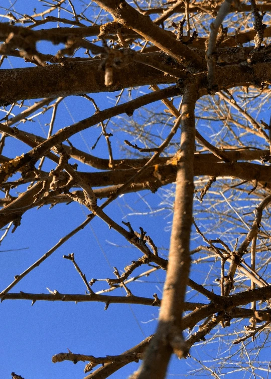 nches of trees looking up towards the sky