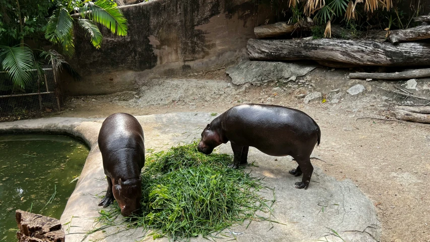 two hippopotamus eating grass on the ground